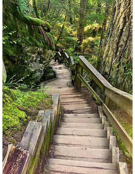 Stairs into forest