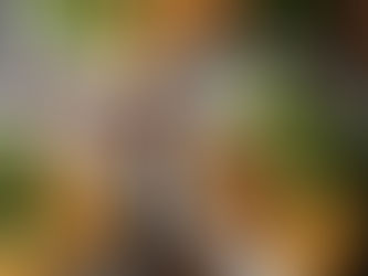 PARMESAN AND MUSTARD LAMB CHOPS