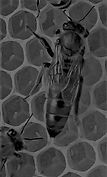 Queen factory hot BW 10 2 2021 revised_e