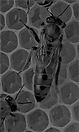 Queen factory hot BW 10 2 2021 revised_e