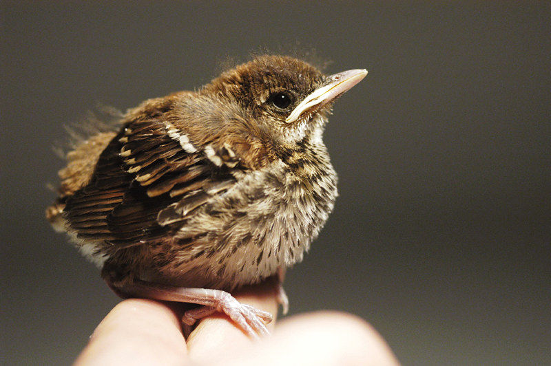 Confidence is like a baby thrush...