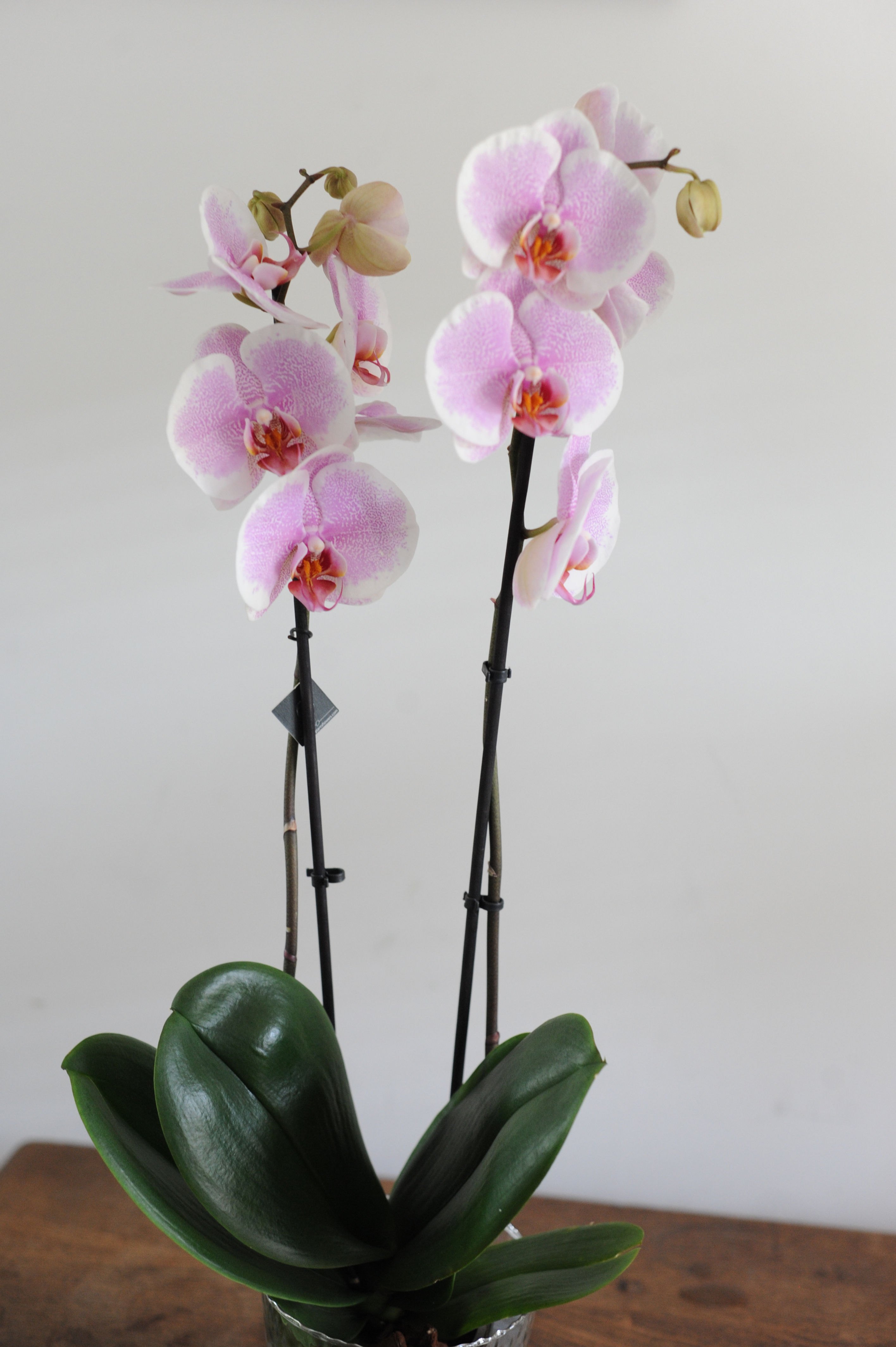 Double Phalaenopsis Orchid Plant Gift