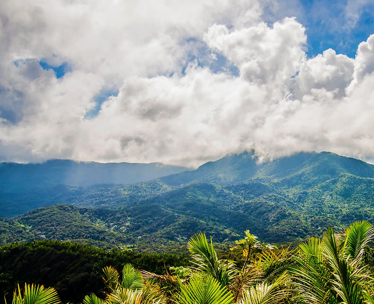 jungle, el yunque, hiking, adventure