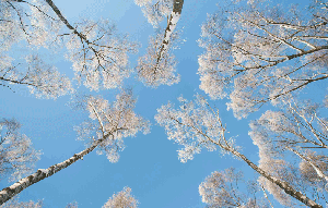 Photograph called "Perfect Winter's Day" by Peter Searight