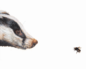 Acrylic called 'Top Predator - Badger and Bee' by Hazel Mountford