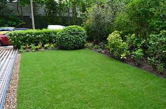 New lawn and shady planting, St Margarets