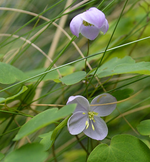 Thalictrum delavayi, Primrose Hill