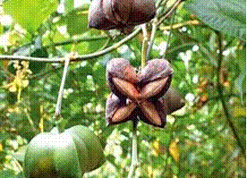 Promoción del cultivo Sacha Inchi