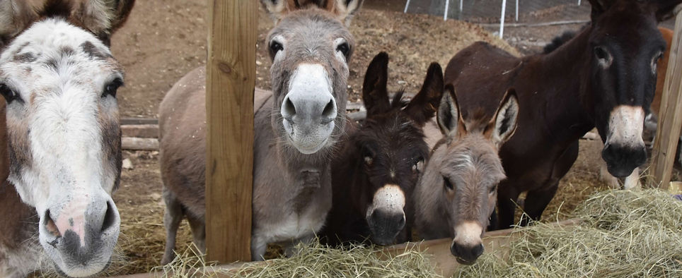 Donkeys_edited.jpg