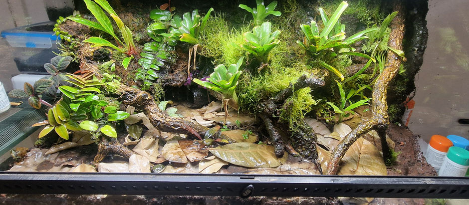 Dart frog soil update and experiece