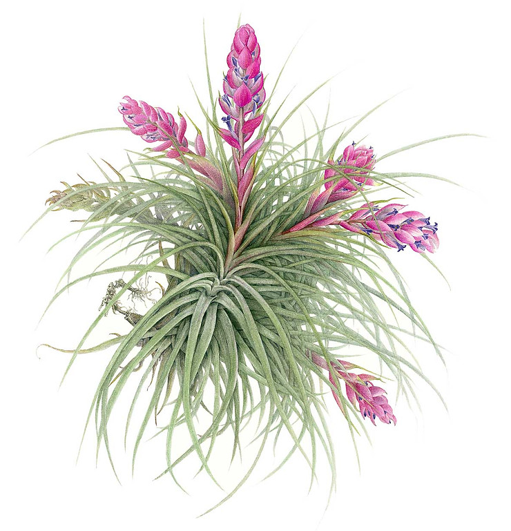 18_Tillandsia-stricta.jpg
