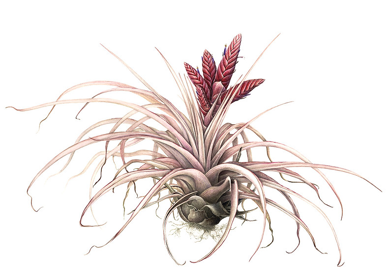 22_Tillandsia-'steve'.jpg