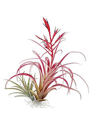 A_Tillandsia-variabilis.jpg