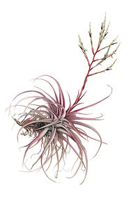 20_Tillandsia-novakii.jpg