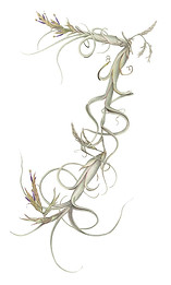 24_Tillandsia-intermedia-'large-form'.jpg