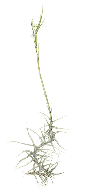 21_Tillandsia-diaguitensis.jpg
