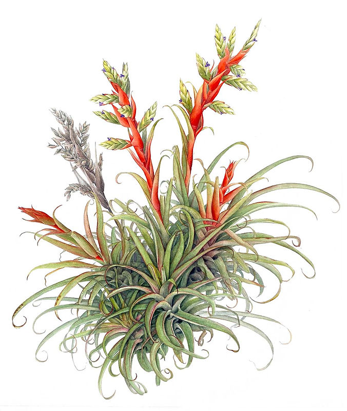 17_Tillandsia-confinis-var.jpg