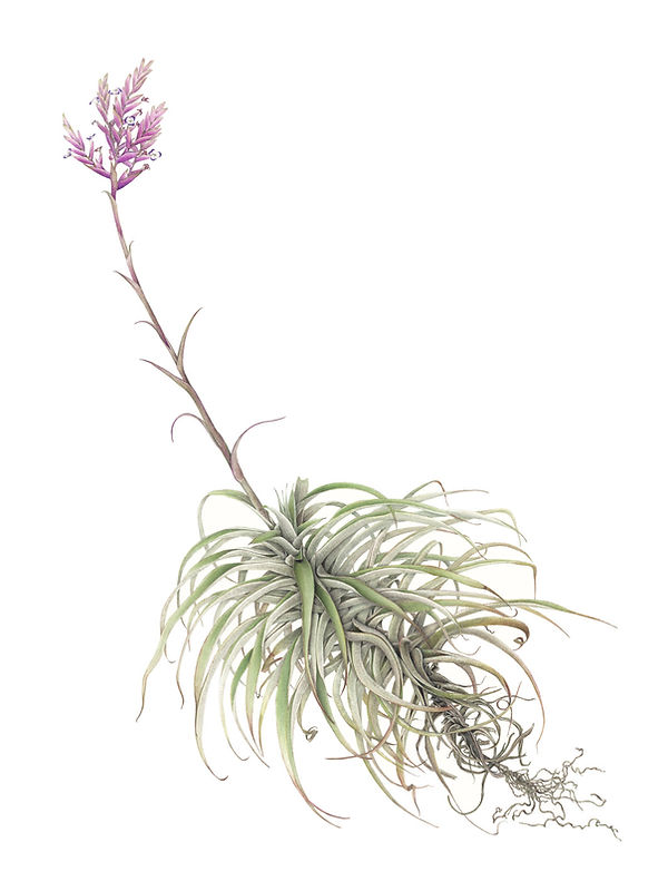 1_Tillandsia-cacticola.jpg