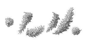 3_Eastern white pine (Pinew strobus).jpg