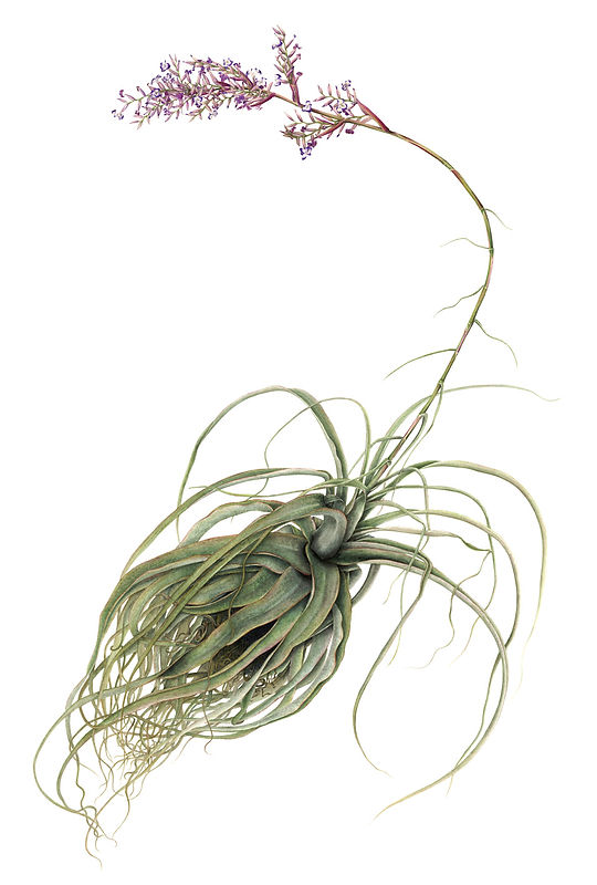 3_Tillandsia-straminea.jpg
