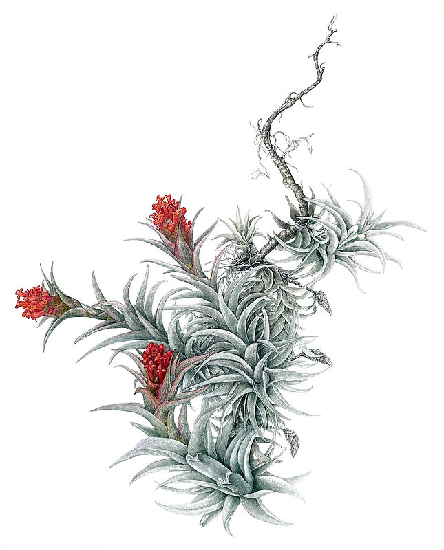 14_Tillandsia-edithiae.jpg