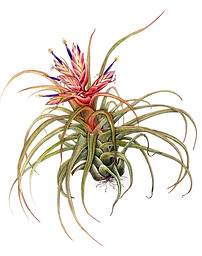 28_Tillandsia-'sitting-party'.jpg