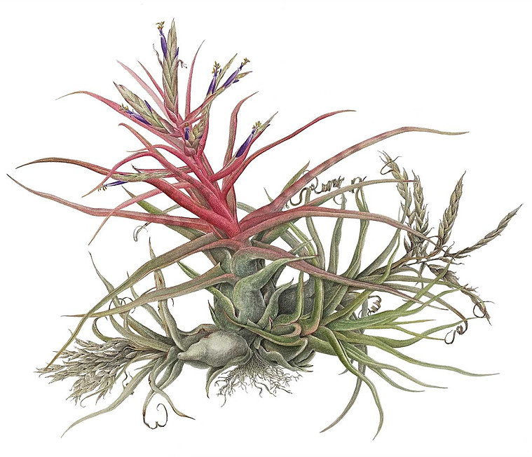 12_Tillandsia Shou time.jpg