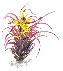 9_Tillandsia-capitata-'Marron'.jpg