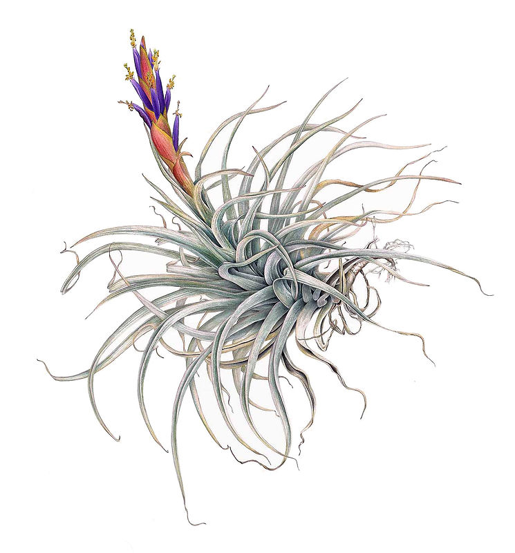 8_Tillandsia-harrisii.jpg