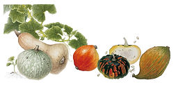 11_Squash(Cucurbita).jpg