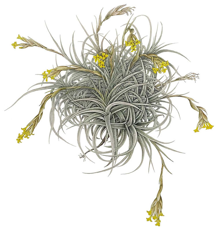 13_Tillandsia-ixioides.jpg