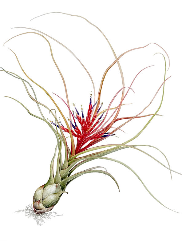 A_Tillandsia-”Rechoncho'.jpg