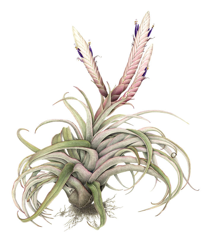 4_Tillandsia-chiapensis.jpg