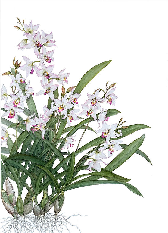 Epidendrum-Hime-labios.jpg