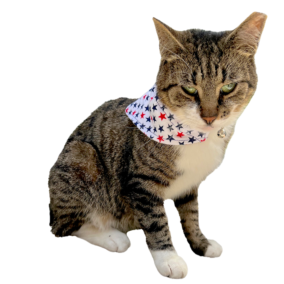 Thumbnail: Curated Seasonal Collection Over-the-Collar Bandana Medium Dog Breeds