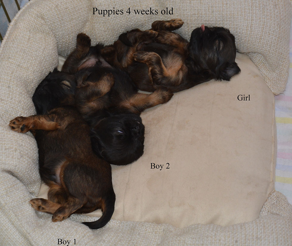 Puppies-sleeping time