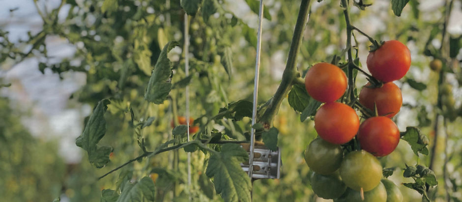 Growing Food is Expensive {Week 15 CSA}