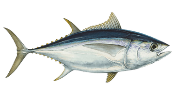 atum bigeye