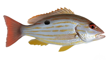 ariacó