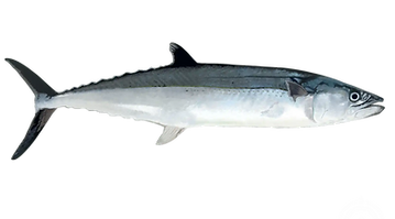Site SEASKY 12.png