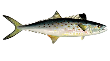 peixe serra