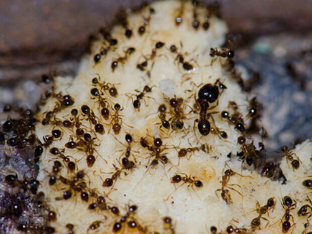 Which California Insects Are Most Likely to Bug You This Summer?