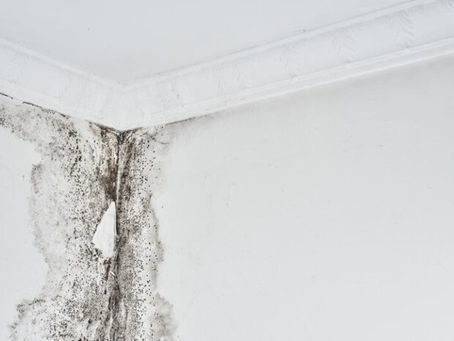 7 Harmful Molds That Could Be Hiding In Your Home