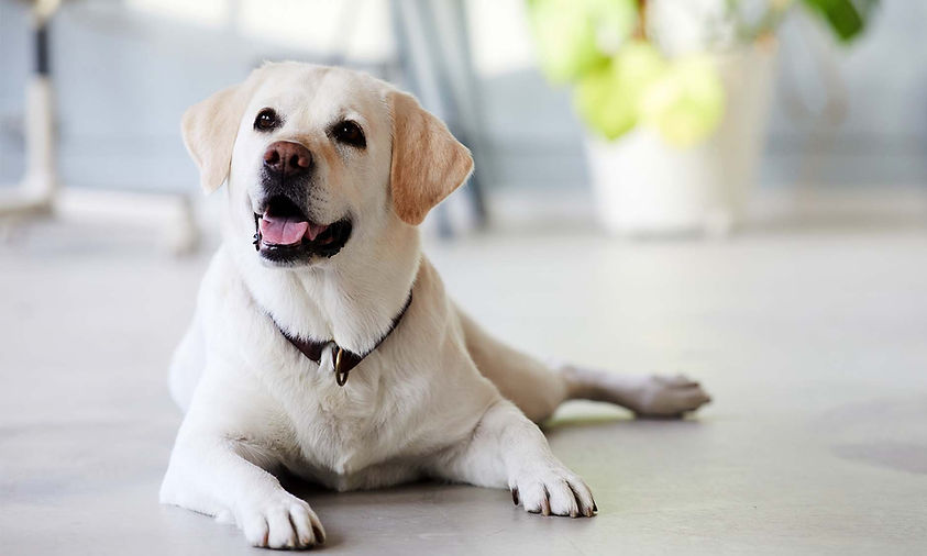 Architektur-Austel-Bürohund.jpg