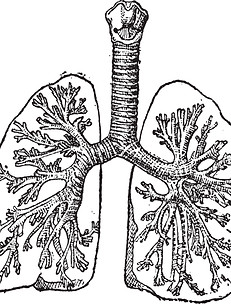poumons illustration