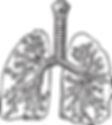 Lungs Illustration