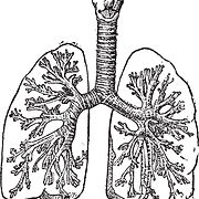pulmones ilustración