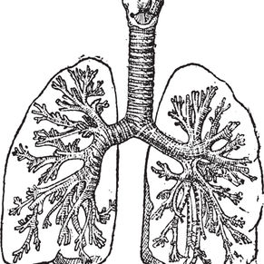Similarités physiologiques entre les plantes, les animaux et les humains