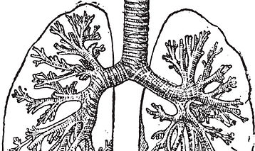 Lungs Illustration