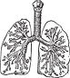 Lungs Illustration